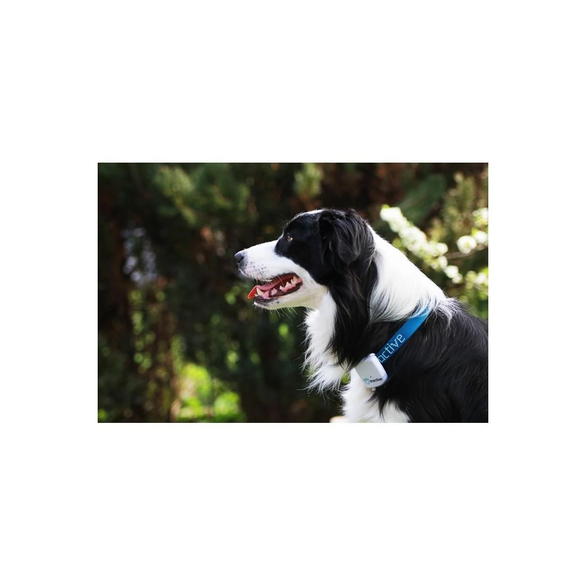 TRACTIVE Kedi Köpek Takip Cihazı
