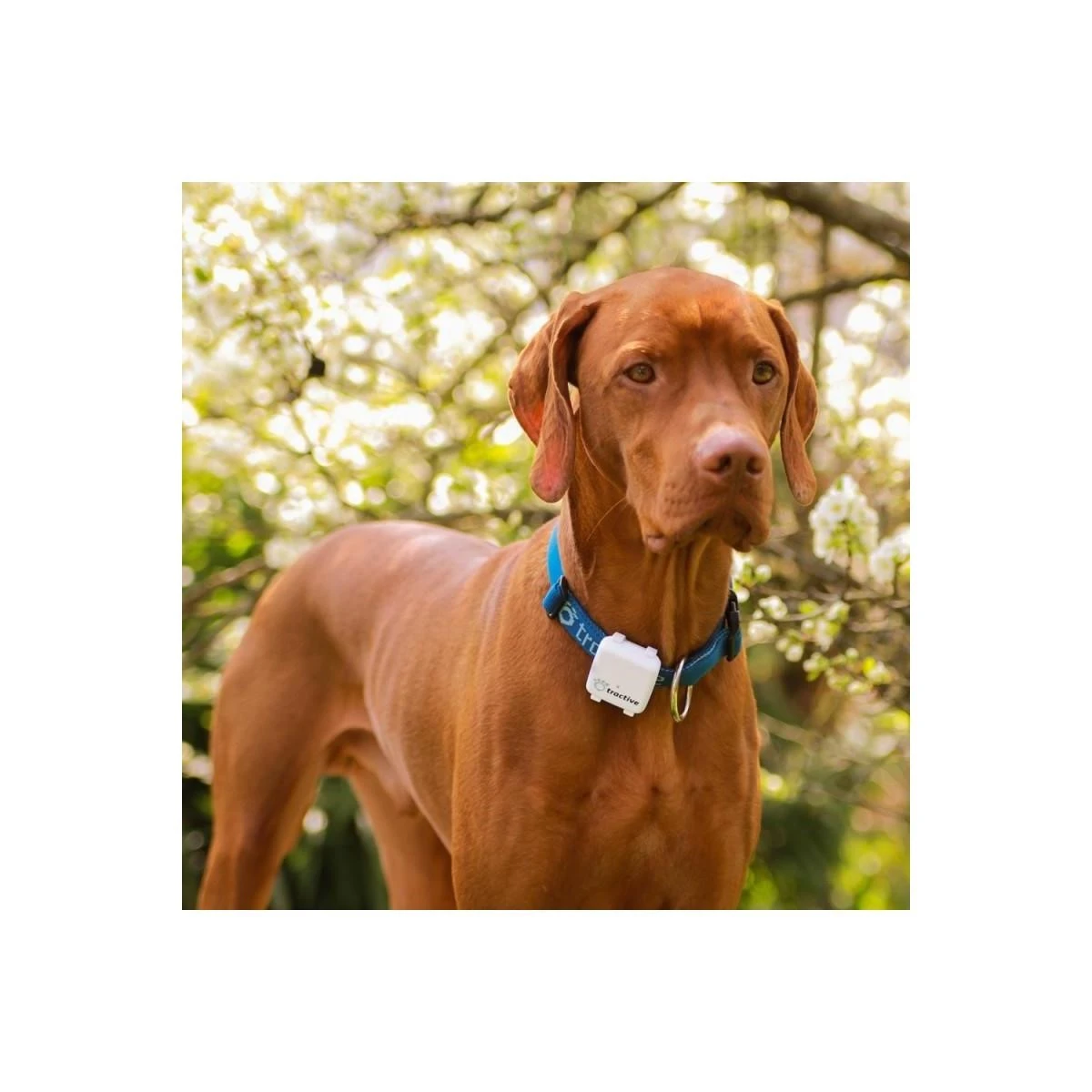 TRACTIVE Kedi Köpek Takip Cihazı