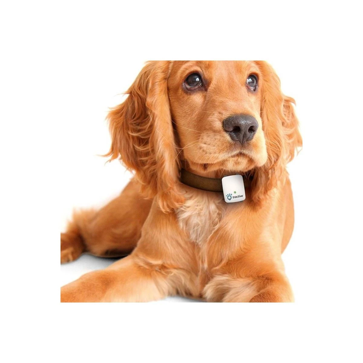 TRACTIVE Kedi Köpek Takip Cihazı